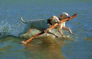 119176265_a02afcd53f