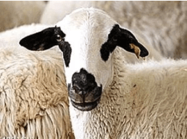 2011005. De Marcelino Camacho a les llanes del Pirineu:&nbsp;Xisqueta.