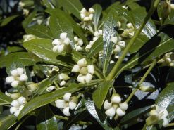 800px-Pittosporum_heterophyllum