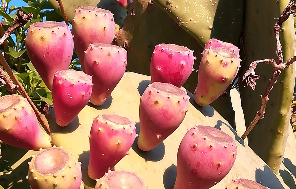 2020009. Jardineria Carbon Neutral, any&nbsp;2030